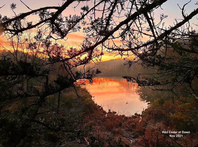 Red Cedar